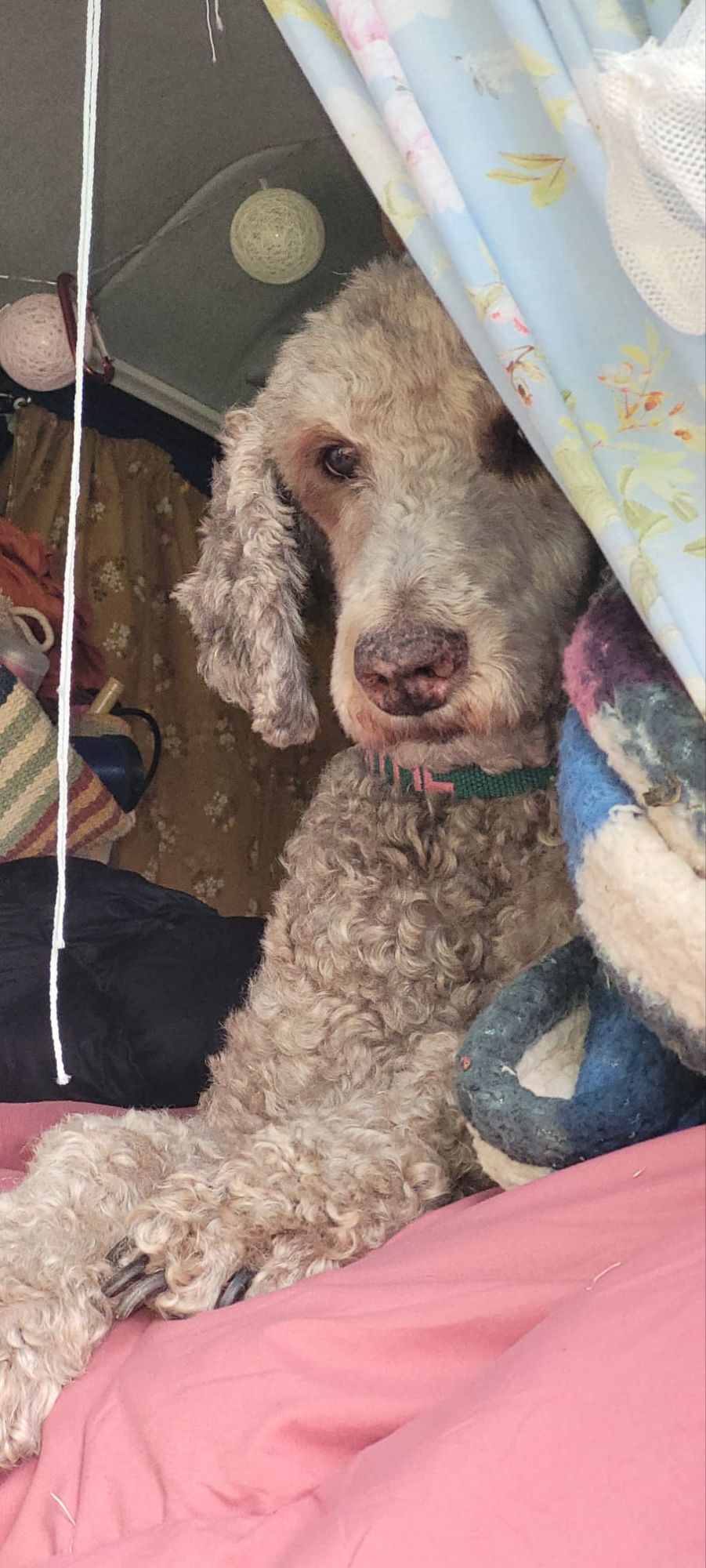 Het grote kleine&nbsp;avontuur